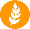 Gluten
